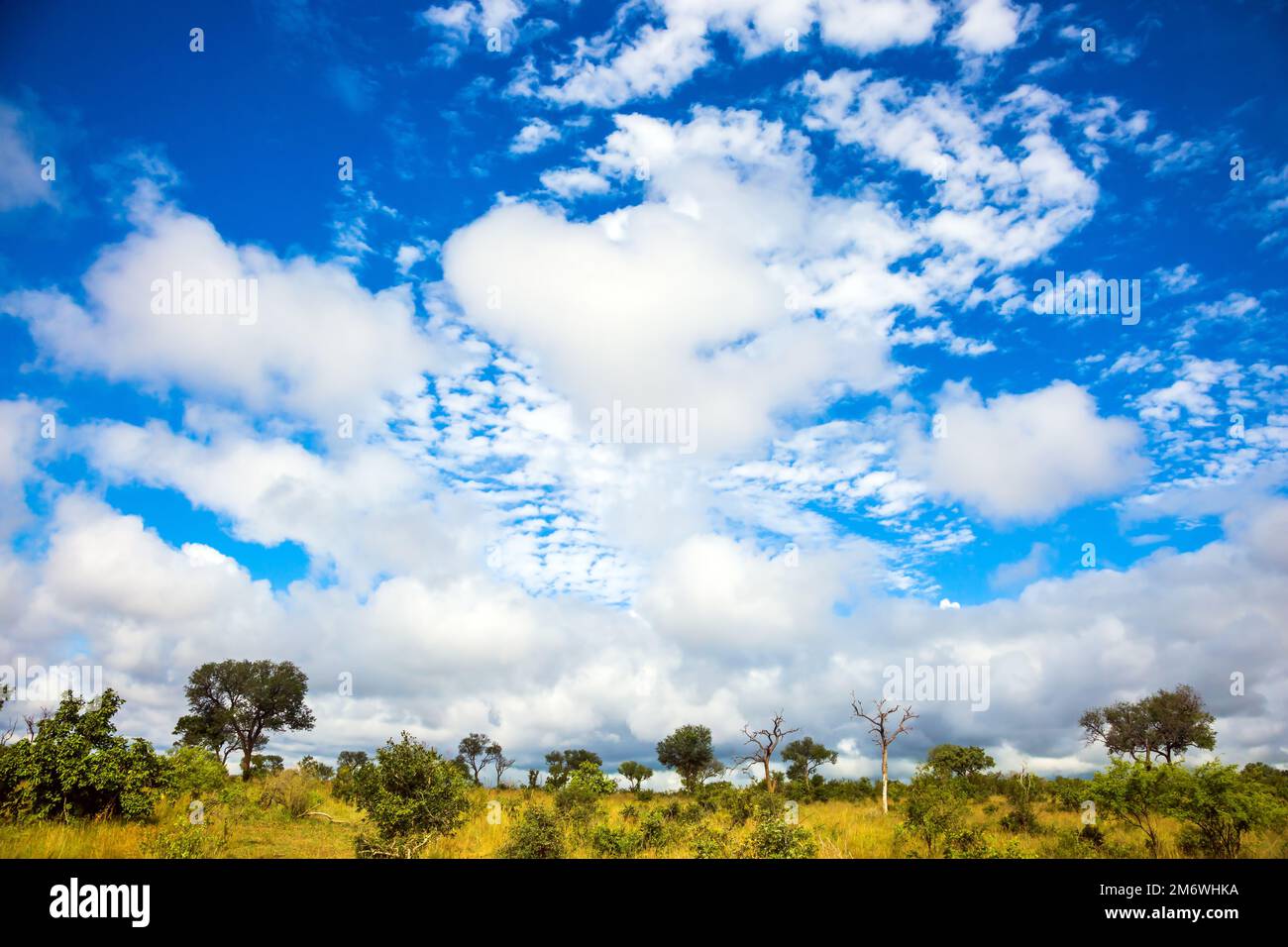 Steppa africana piatta Foto Stock