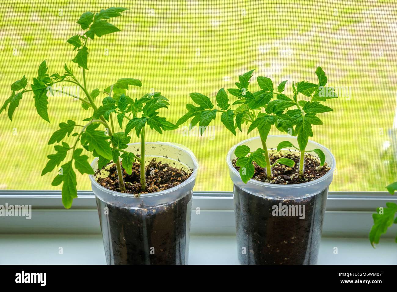 Piantine di pomodori da semina in contenitori di plastica. Foto Stock