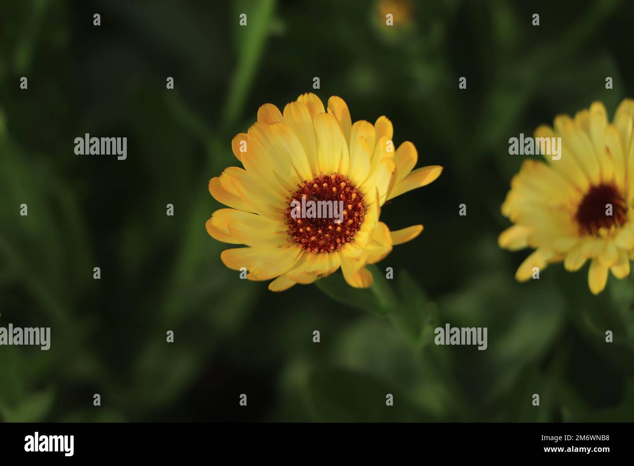 Calendula in fiore (lat. Calendula officinalis) su un letto di fiori nel giardino estivo Foto Stock