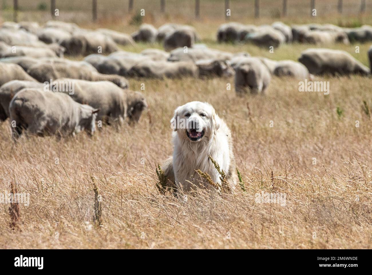 Un cane custode del bestiame protegge un gregge di pecore alla base dell'aeronautica militare di Travis, California, 6 maggio 2022. Questi cani sono allevati per vivere all'aperto tutto l'anno e dissuadere predatori. Il gregge di circa 1.000 pecore è stato rilasciato per eliminare le erbacce in eccesso eliminando la necessità di erbicidi e macchinari. Foto Stock