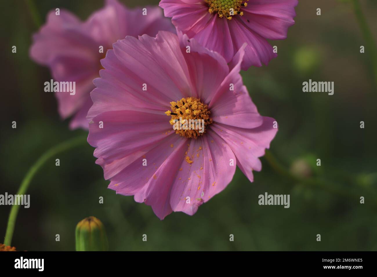 Fiori di cosmo viola e rosa nel giardino Foto Stock