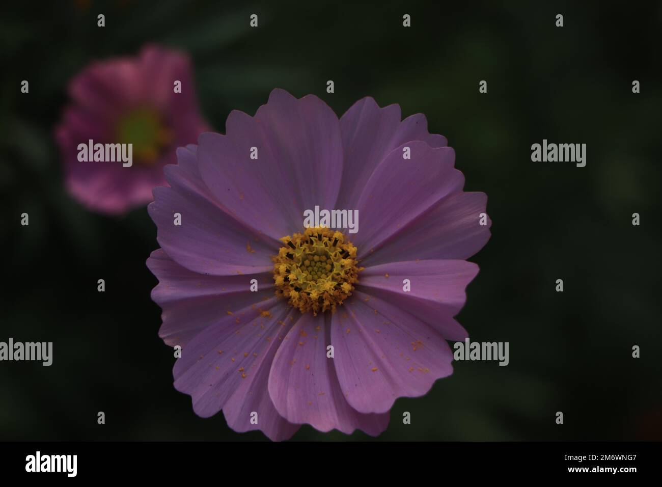 Bella e sorprendente di cosmo fiore Foto Stock