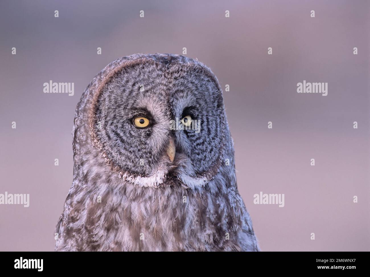 Una vista prtrait di una grande gufo grigio 'Strix nebucosa', appollaiata su un bastone sottile nella calda luce della sera Foto Stock