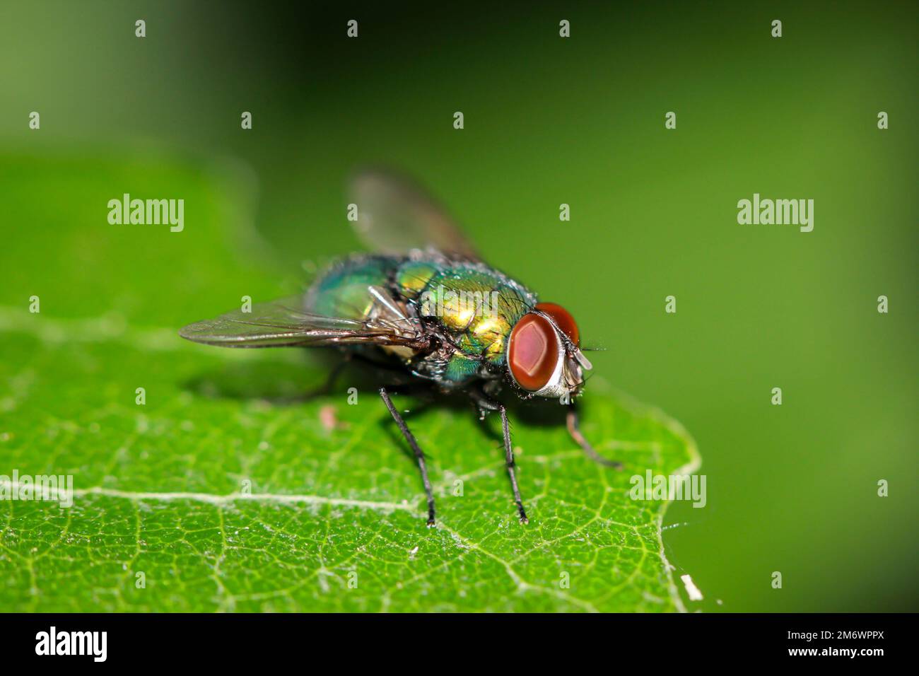 Una mosca, mosca dell'oro unBest. (Spec. Lucila) su una foglia di albero. Foto Stock