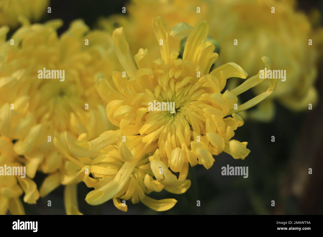 Un bouquet di crisantemi gialli che compongono la composizione. Foto Stock