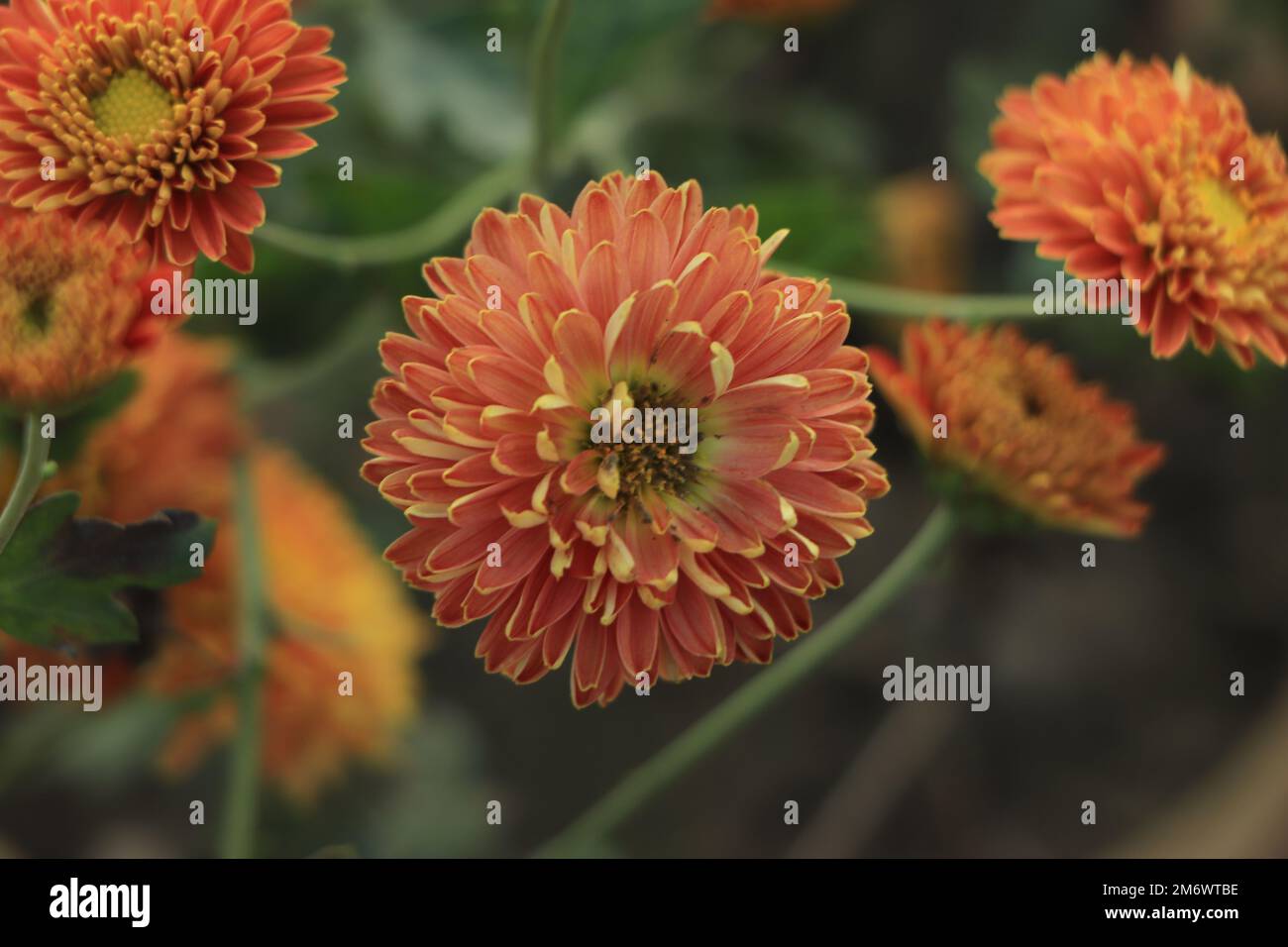 Crisantemo coreano rosso-arancio. Primo piano dei crisantemi Hardy. Foto Stock