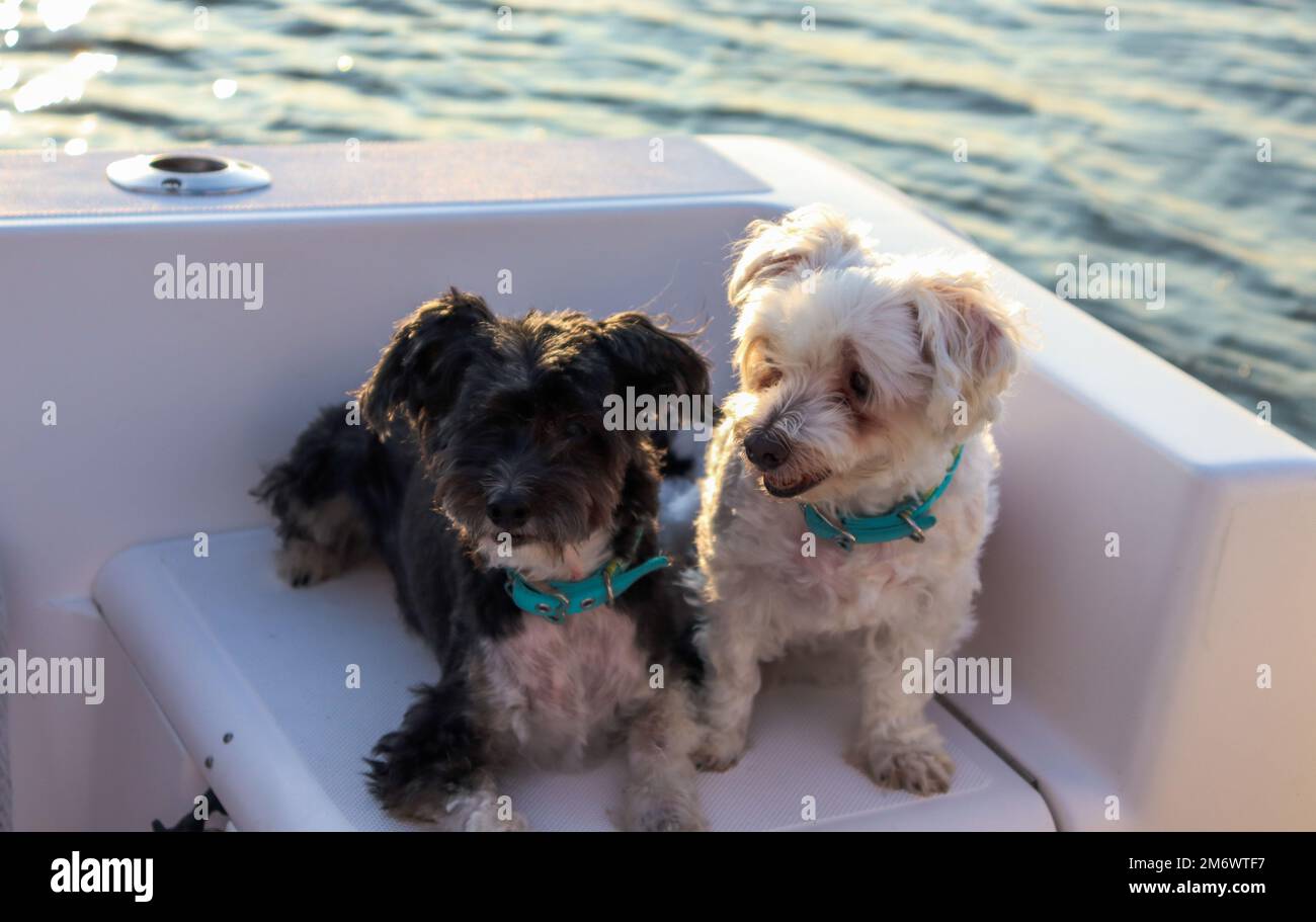 Cani crestati maltesi e cinesi seduti insieme su una barca Foto Stock