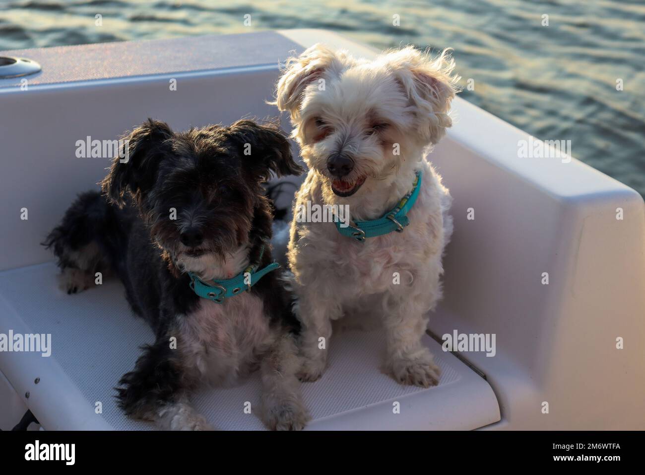 Cani crestati maltesi e cinesi seduti insieme su una barca Foto Stock