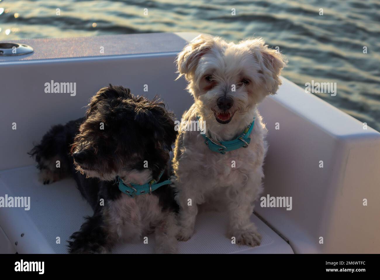 Cani crestati maltesi e cinesi seduti insieme su una barca Foto Stock
