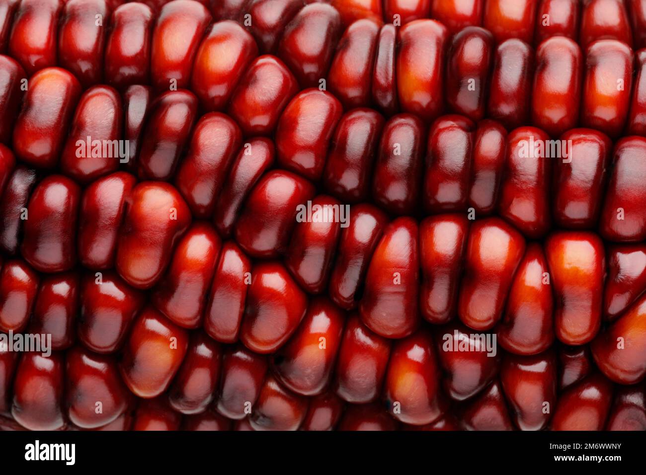 Primo piano del mais decorativo AKA Indian Corn Foto Stock