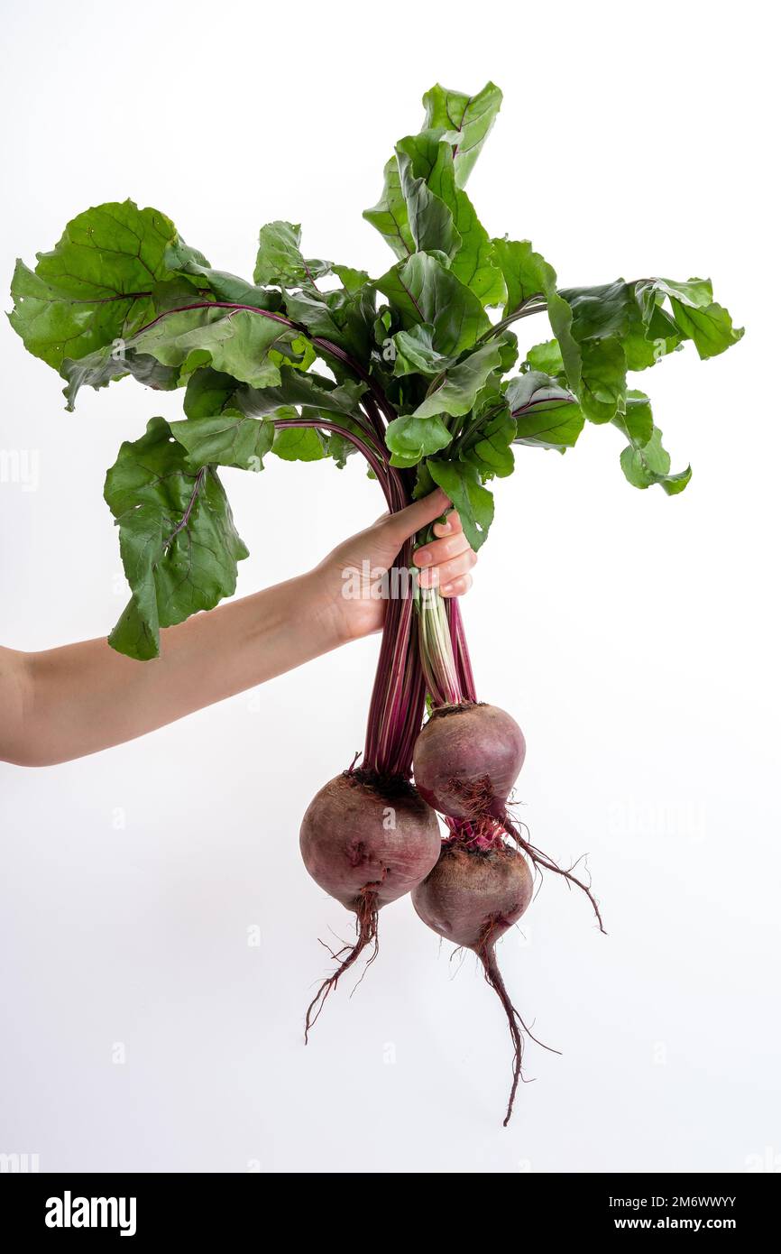 La mano di una donna tiene un mazzo di barbabietole fresche su uno sfondo bianco. Raccolto di mazzo fresco. Cibo biologico sano Foto Stock