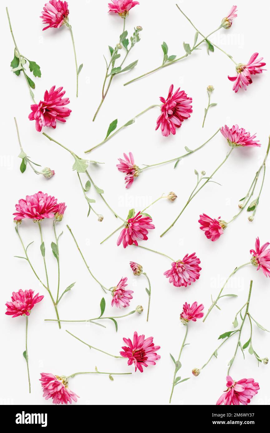 Fiori rosa texture floreale, crisantemi su sfondo bianco Foto Stock
