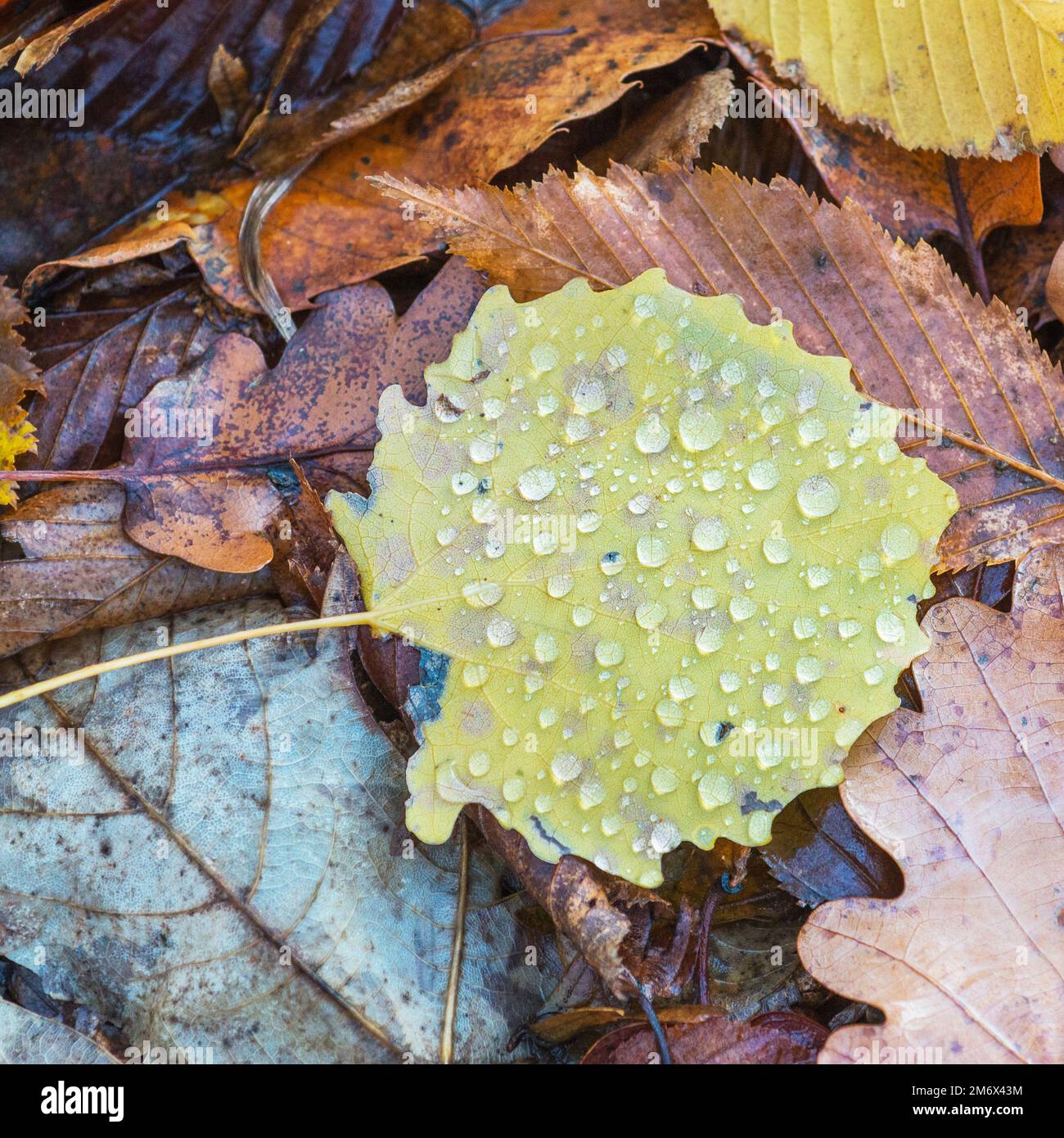 Colorato Foglie di autunno Foto Stock