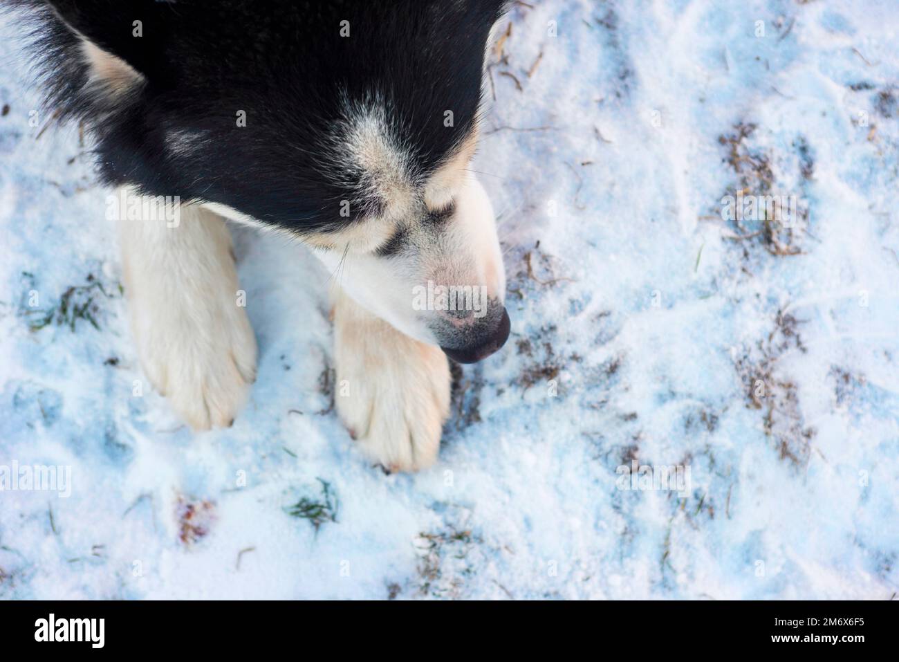 Il cane Siberiano Husky si trova sullo sfondo della neve. Siberian Husky cane nero Foto Stock