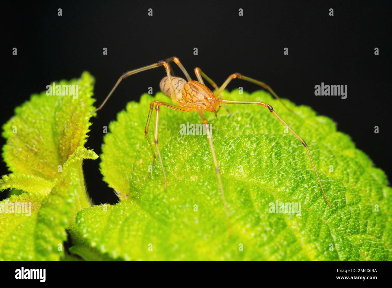 Ragno arancione, Syctodes fusca, Satara, Maharashtra, India Foto Stock