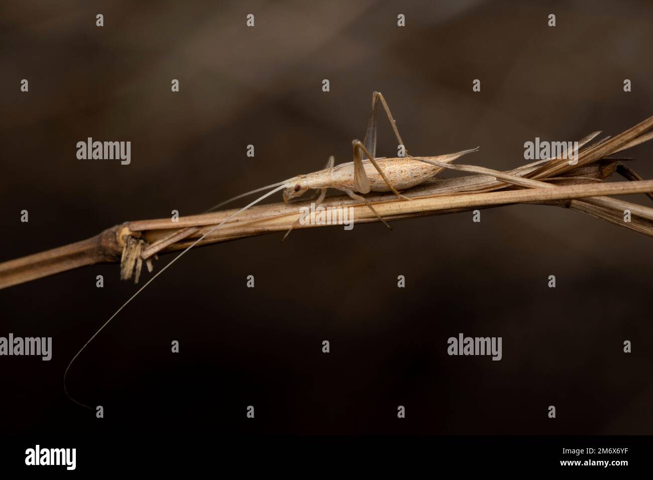 Cricket italiano, Oecanthus fultoni, Satara, maharashtra, India Foto Stock
