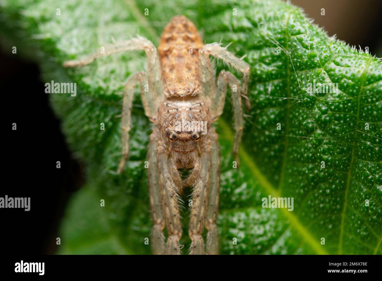 Ragno di granchio addormentato, Tmarus angulatus, Satara, Maharashtra, India Foto Stock