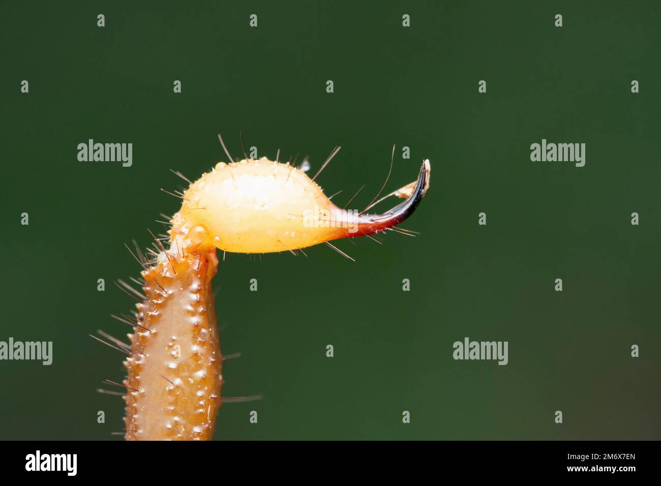Sting velenoso di voluminoso scorpione forestale, Heterometrus xanthopus, Satara, Maharashtra, India Foto Stock