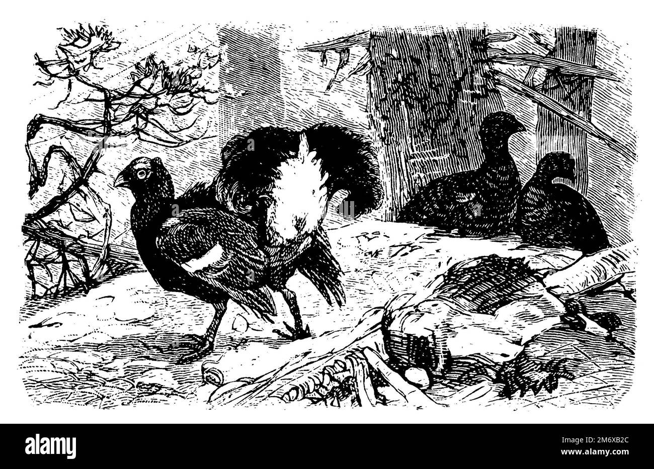 Grue nera, Lyrurus tetrix SYN.: Tetrao tetrix, (enciclopedia, 1890), Birkhuhn, Tétras lyre Foto Stock