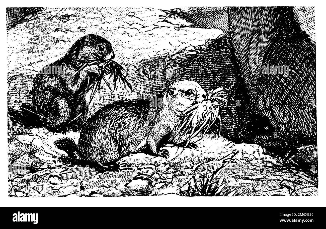 Alpenmurmeltier, Marmota marmota (enciclopedia, 1891), Alpenmurmeltier, Marmotte des Alpes Foto Stock