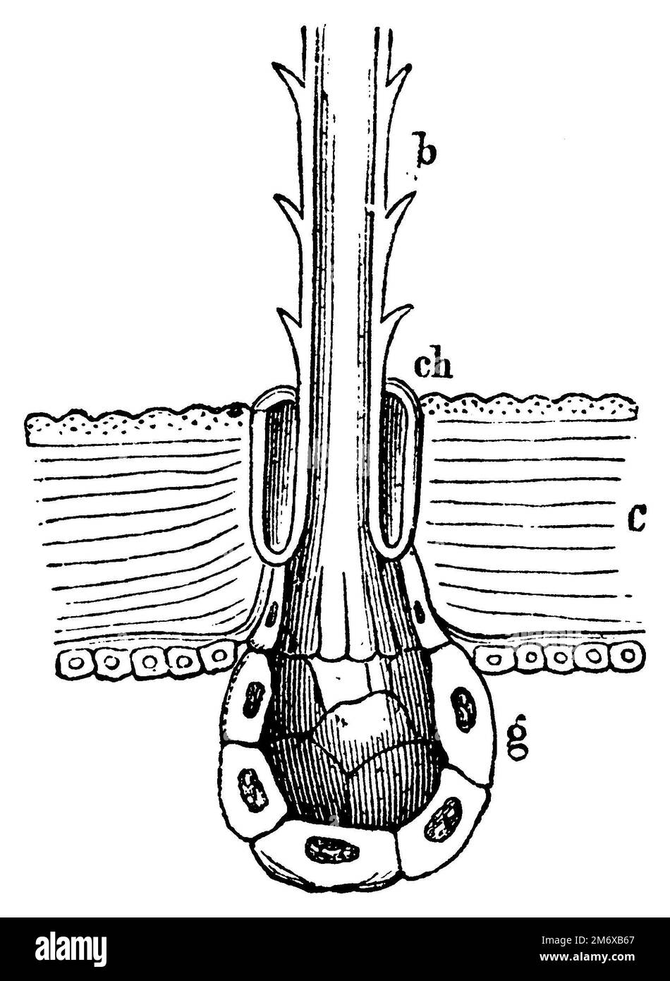 Cerro processuale, pelo pungente di bruco processionario, barbe, anello elastico ch, ghiandola di veleno g, pelle c di bruco., Thaumetopea processionea, (enciclopedia, 1888), Eichen-Prozessionsspinner, Brennhaar der Prozessionsraupe, b Widerhaken, ch elastischer Ring, g Giftdrüse, c Haut der Raupe, processionnaire du chêne, poils urticants de la chenille processionnaire, b barbillons, ch anneau élastique, g glande à venin, c peau de la chenille Foto Stock