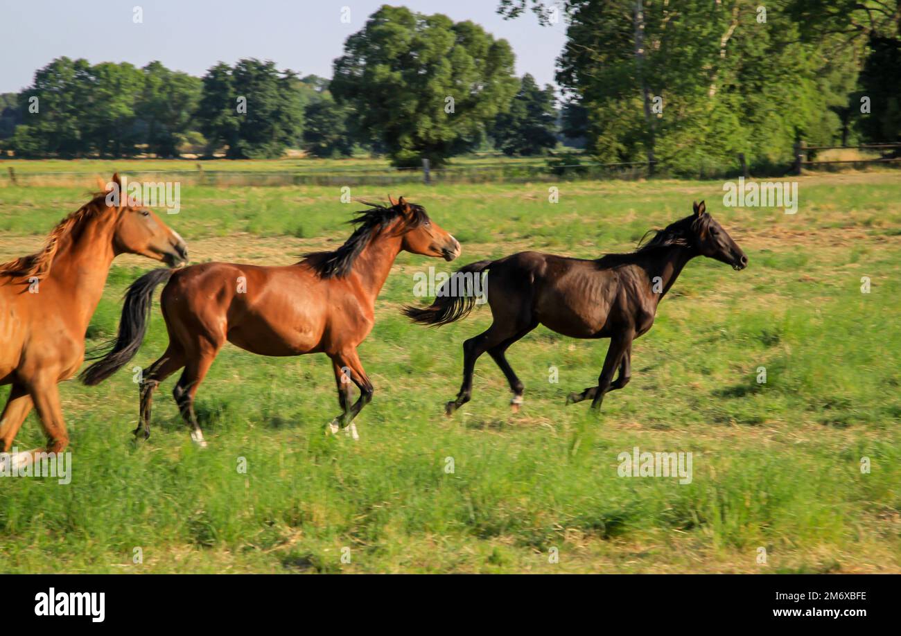 Un cavallo, una mandria di cavalli che corrono in un paddock. Foto Stock