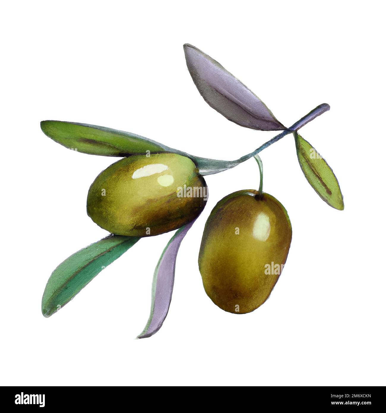 Acquerello Oliva Branch con olive Foto Stock