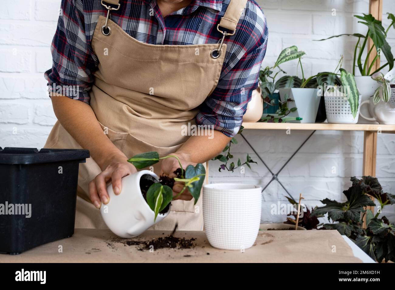 Trapiantare una pianta di casa Philodendron scandens Brasile in una pentola con una faccia. Una donna pianta un fusto con radici in un nuovo terreno. Foto Stock