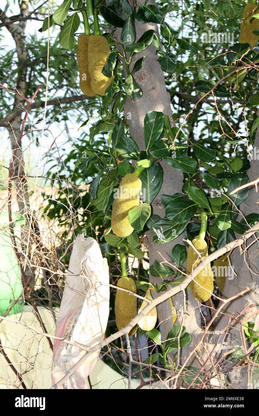 Jackfruits (Artocarpus eterophyllus) appeso al tronco dell'albero : (pix Sanjiv Shukla) Foto Stock