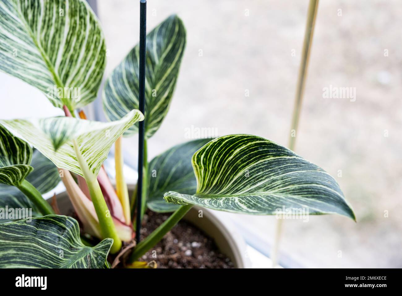 Houseplant philodendron Birkin sul davanzale vicino alla finestra. Crescere e preoccuparsi per pianta indoor Foto Stock