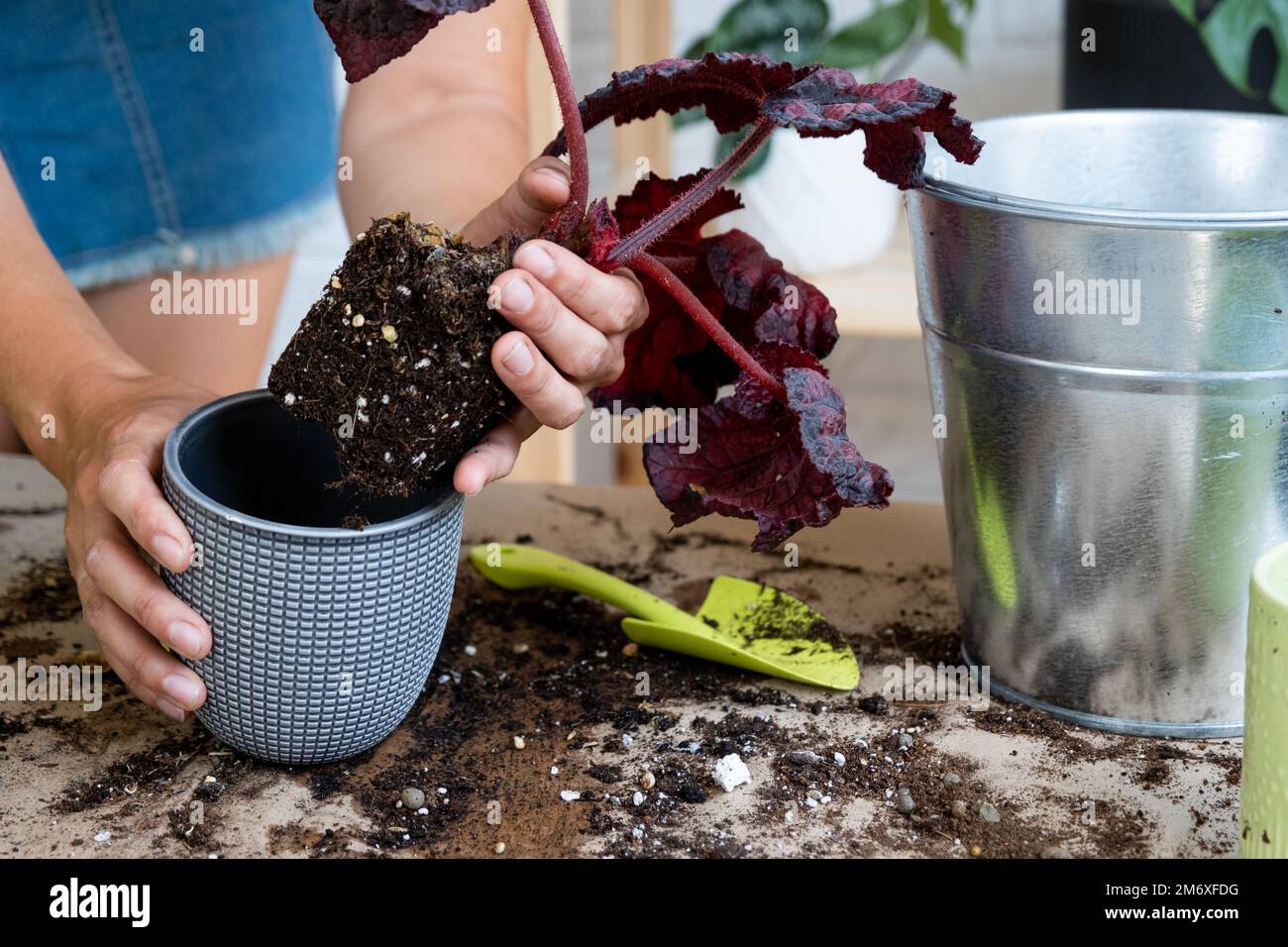 Trapianto di una pianta casa Begonia in una pentola. Una donna pianta un grumo di terra del gambo con le radici in un terreno nuovo. Prendersi cura di un vaso Foto Stock