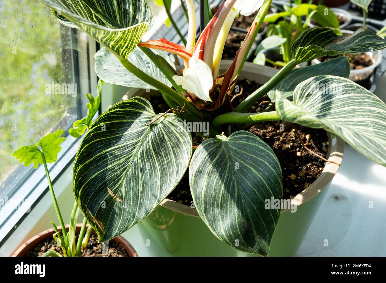 Houseplant philodendron Birkin sul davanzale vicino alla finestra. Crescere e preoccuparsi per pianta indoor Foto Stock