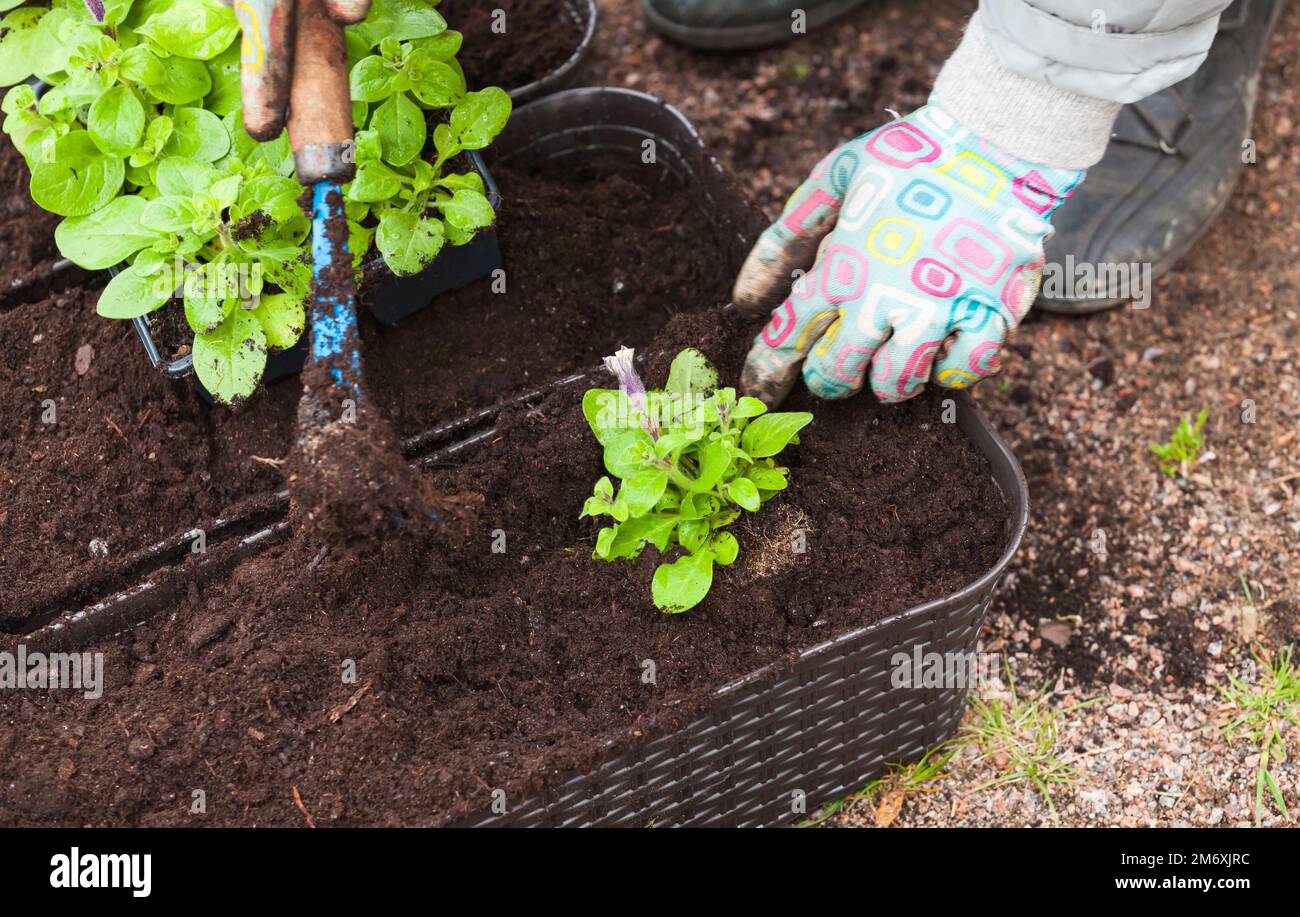 Mani di giardiniere con zappa blu piantando piantine in pentole decorative Foto Stock
