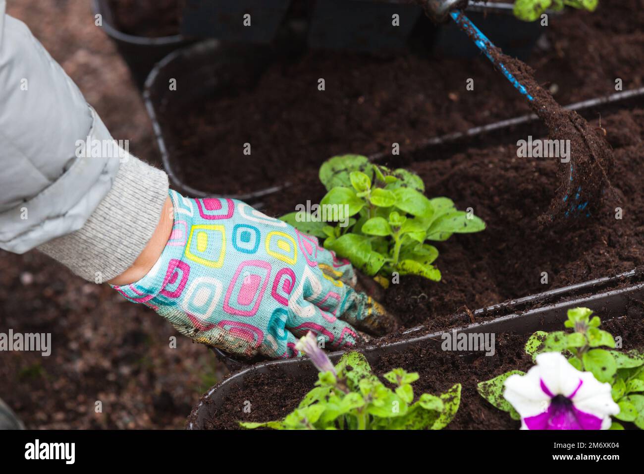 Le mani del giardiniere piantano i giovani pianta in vasi decorativi, foto ravvicinata con fuoco selettivo Foto Stock