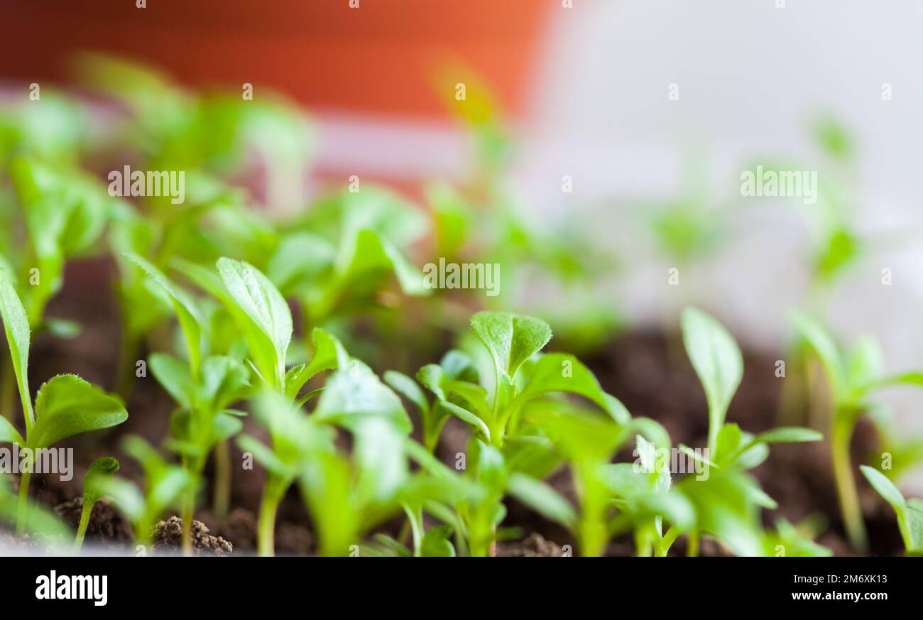 Foto ravvicinata dei giovani pianta verdi. Agricoltura indoor Foto Stock