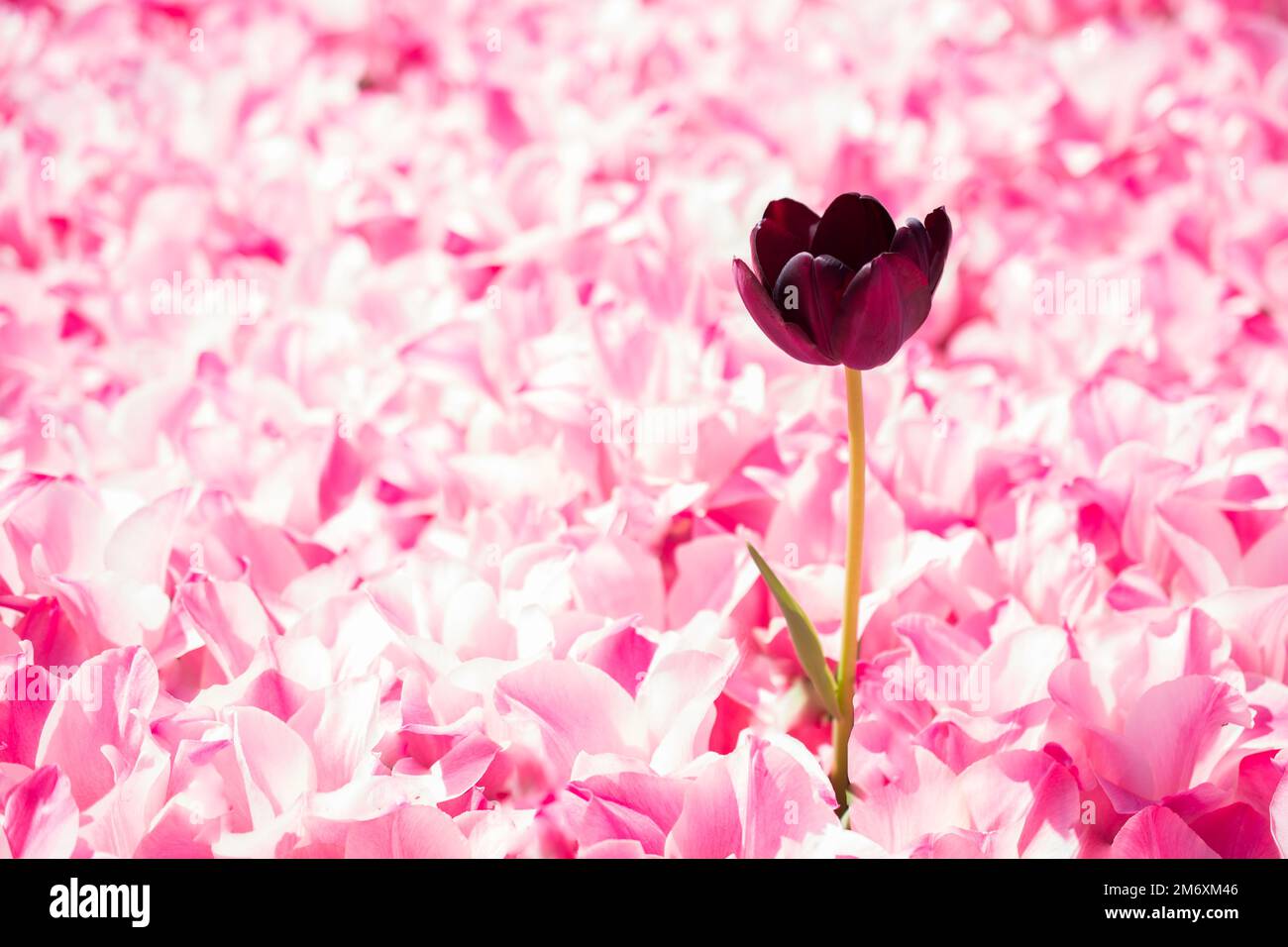 Fiori di tulipano di colore rosa fioriscono Foto Stock