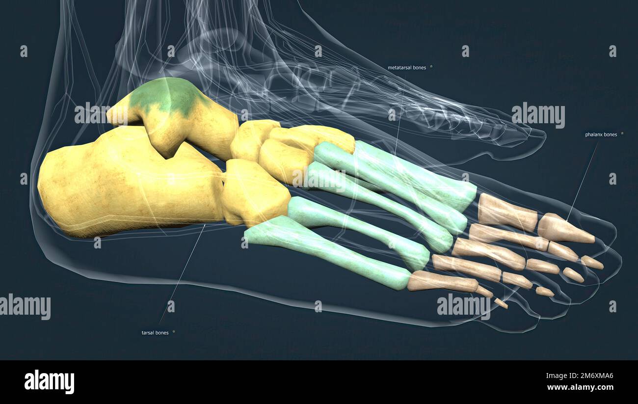 Stampa acquerello dello scheletro umano, poster del sistema scheletrico, arte anatomica, stampa artistica medica, illustrazione del sistema scheletrico e delle ossa - Italia
