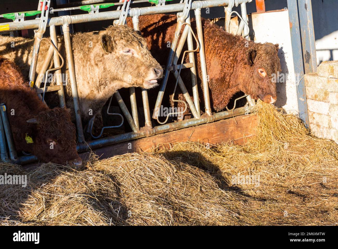 Alimentazione di bovini su erba insilata, County Donegal, Irlanda. Foto Stock
