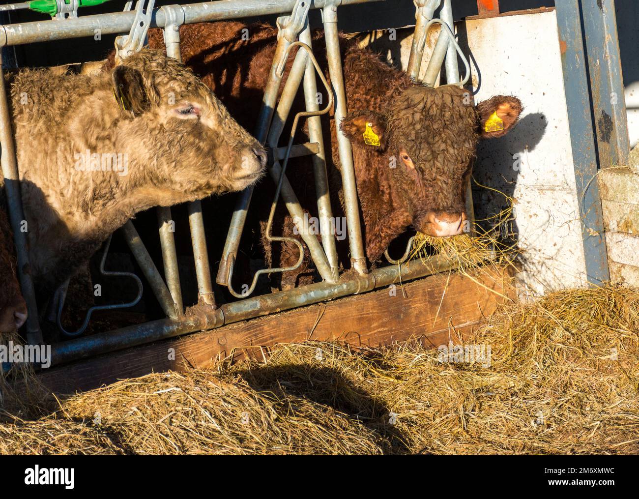 Alimentazione di bovini su erba insilata, County Donegal, Irlanda. Foto Stock
