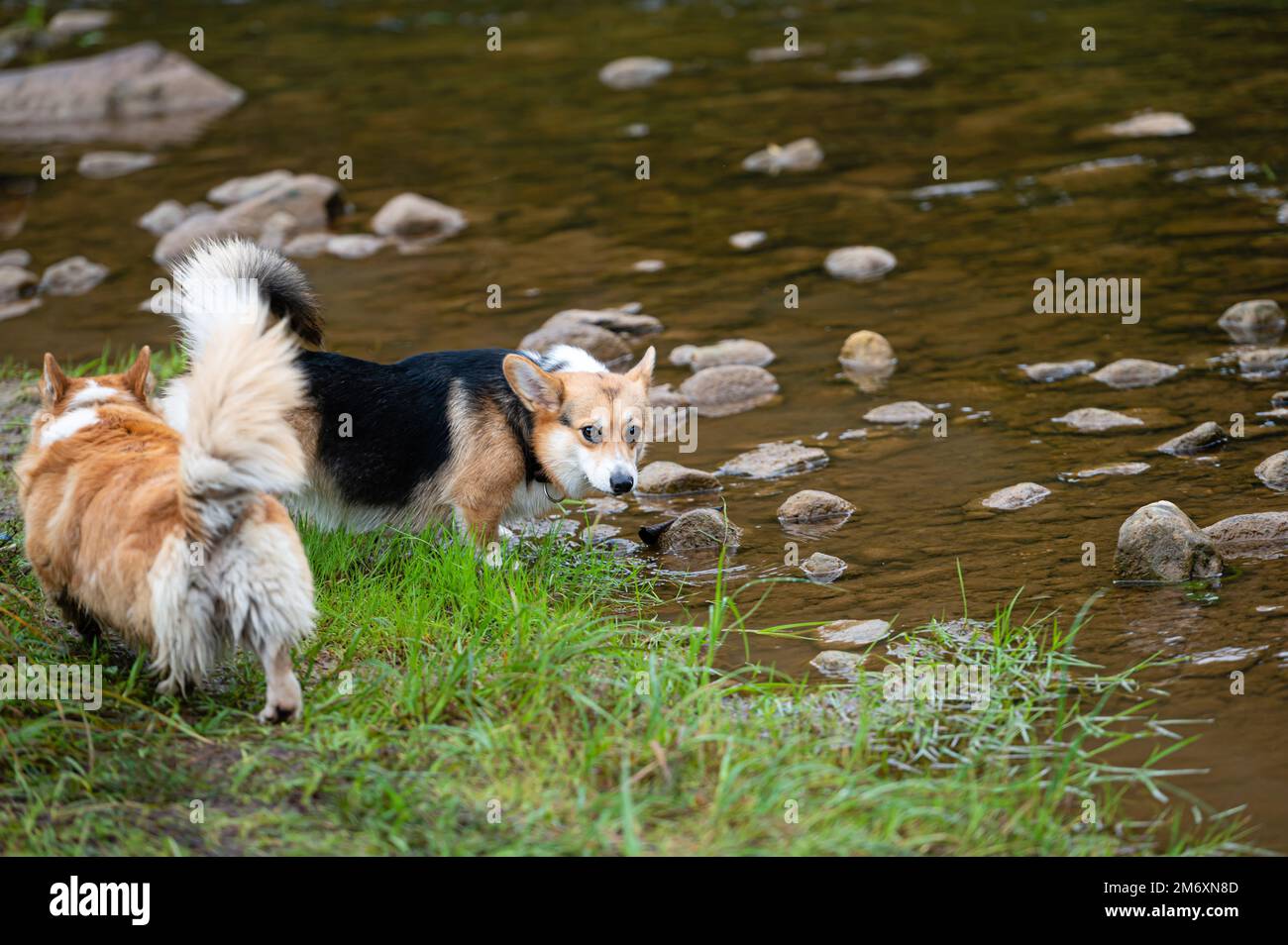 Corgi gallese in acqua. Corgi rossi nuota nel fiume. Foto Stock