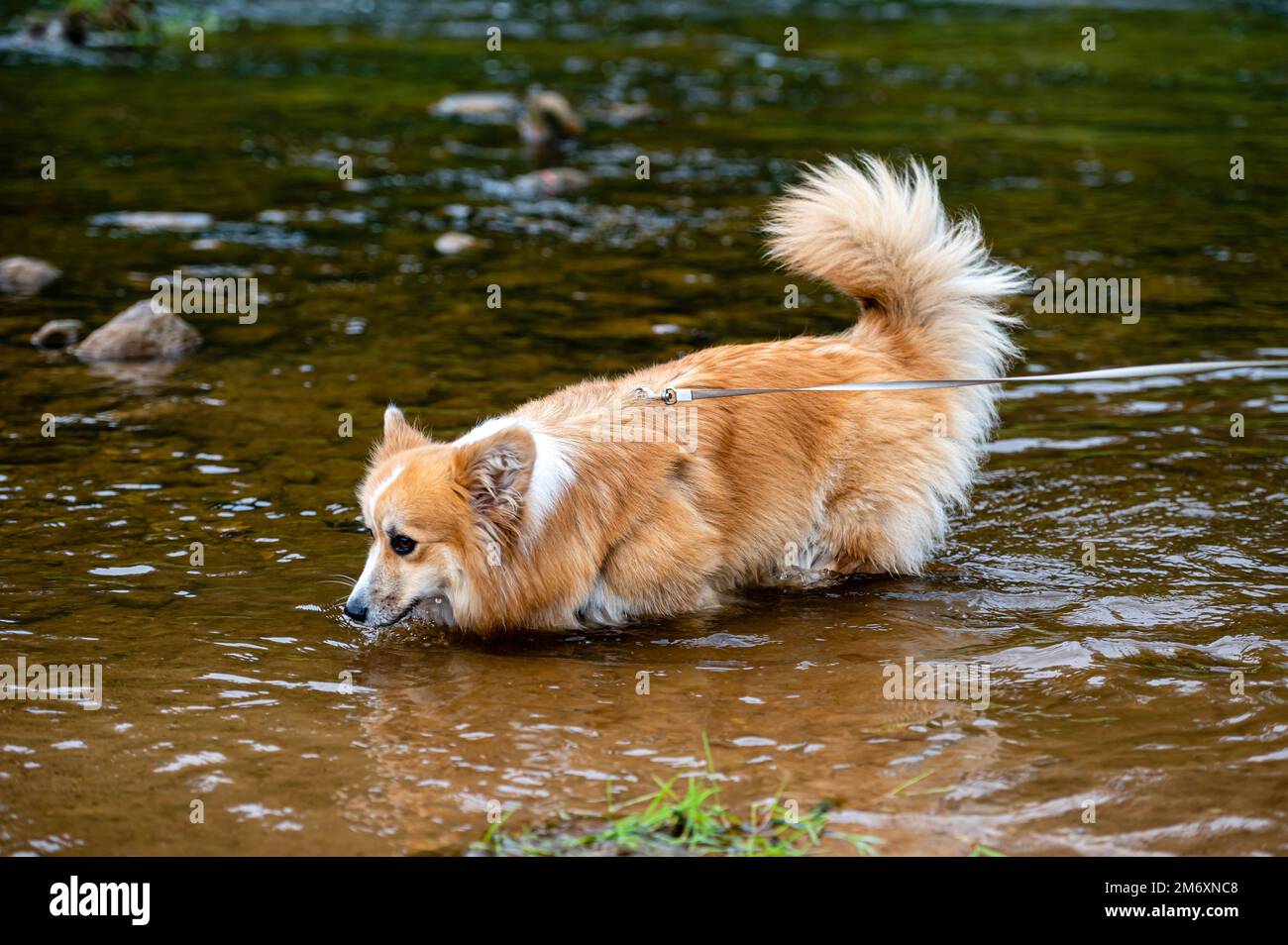 Corgi gallese in acqua. Corgi rossi nuota nel fiume. Foto Stock