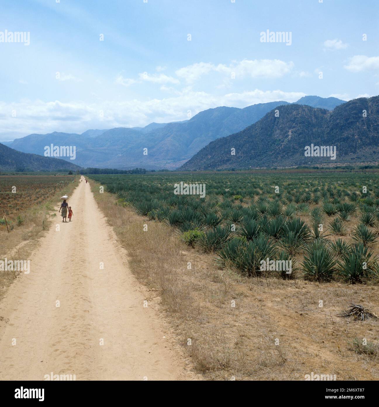 Vista di un'estesa piantagione di sisal giovane (Agave salana) con donna e bambino che camminano su una strada di polvere diritta e le montagne dietro, Tanzania Foto Stock