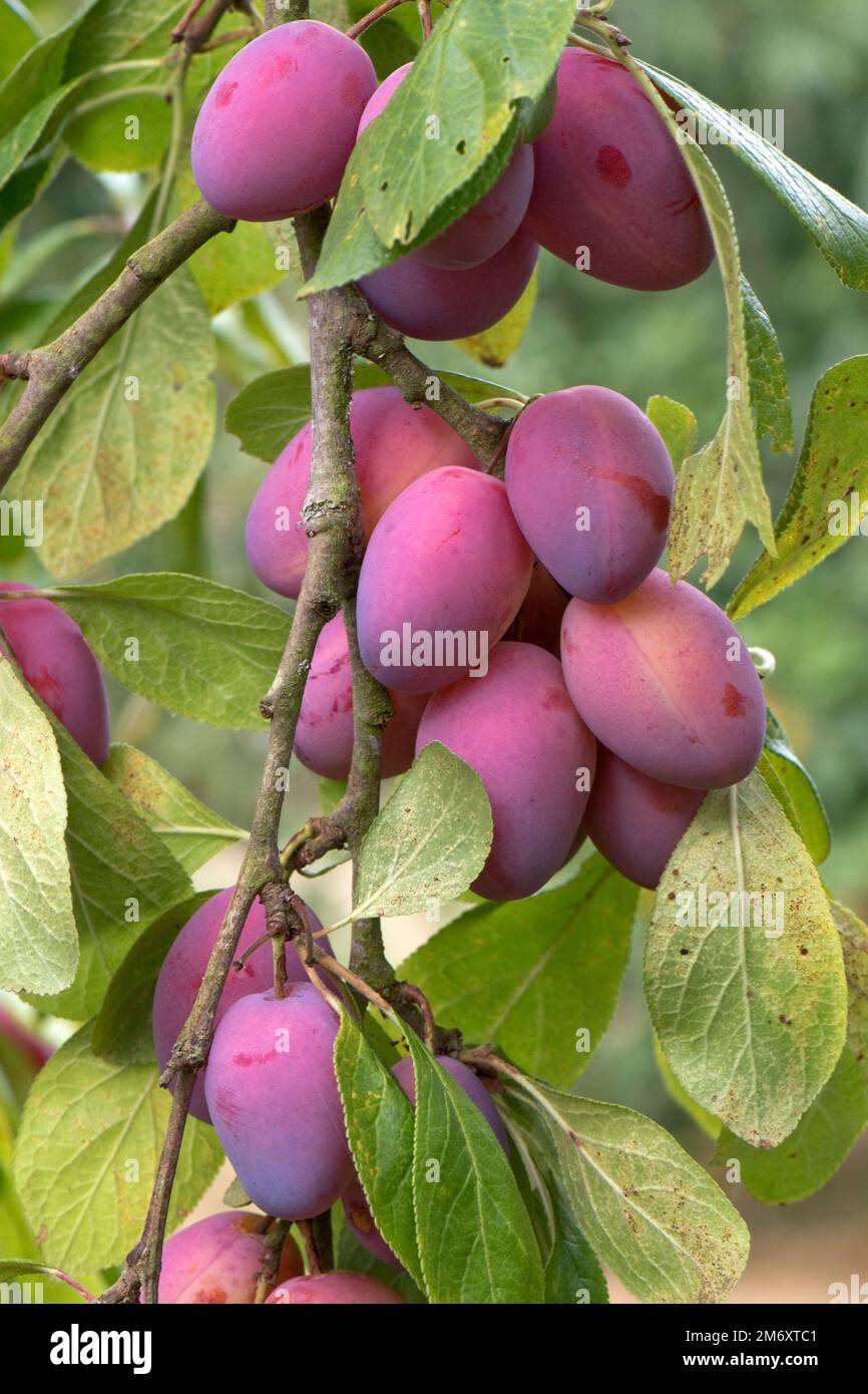 Prugne di Victoria mature e viola, frutta di pietra, su un albero di frutteto del giardino con una certa ruggine di fine stagione sui underside della foglia, Berkshire, agosto Foto Stock