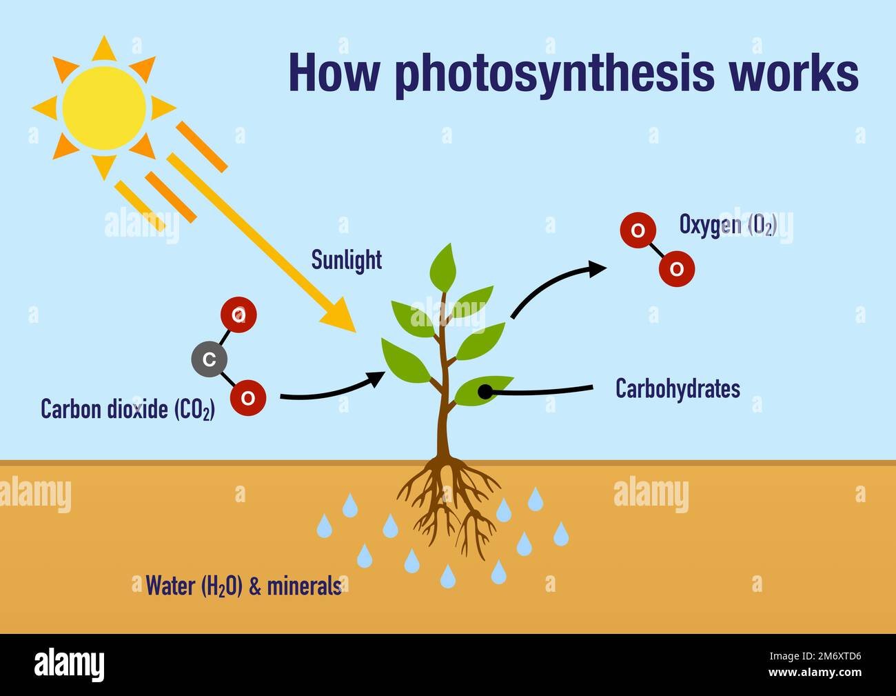 Come funziona il processo di fotosintesi nelle piante Foto Stock