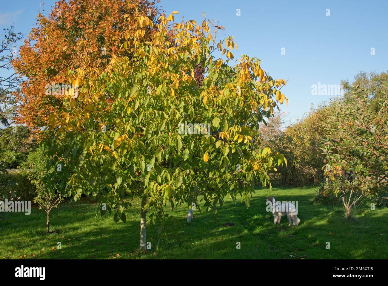 Un giardino frutteto in una bella giornata autunnale con un albero di noce e altri alberi da frutto in colori luminosi contro un cielo blu, Berkshire, ottobre Foto Stock