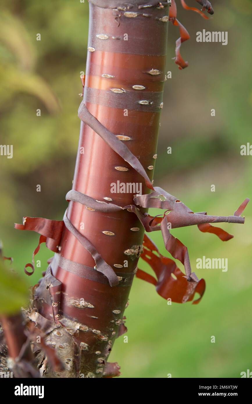 Albero di ciliegio tibetano o dell'Asia orientale (Prunus serrula) con corteccia di colore rosso-bruno brillante e profondo, Berkshire, ottobre Foto Stock