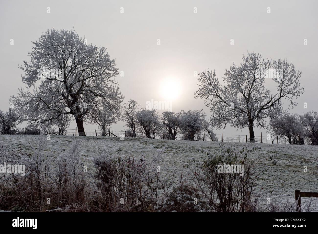 Una fitta brina bianca e un sole mattina vago che si staglia sugli alberi di cenere senza foglie in una grigia mattina d'inverno dopo il congelamento della nebbia nel mese di dicembre, Berkshire Foto Stock