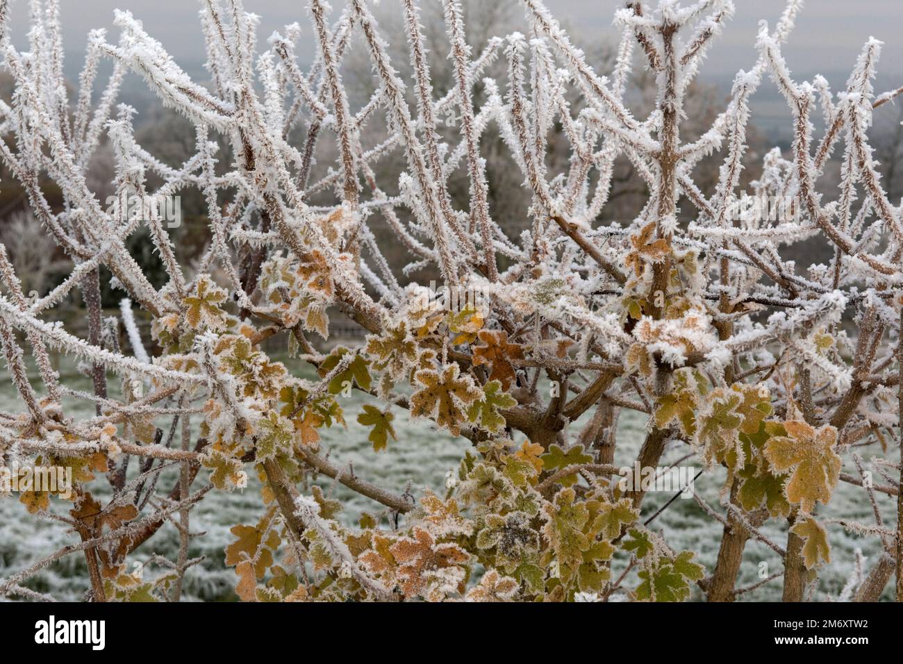 Brina di buoi, riso ghiaccio, forning sulle foglie autunnali e rami di un campo acero (Acer campestre) hedgeon un freddo grigio inverno mattina, Berkshire, Dec Foto Stock