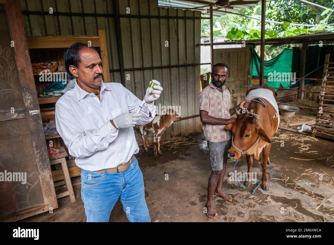 Edayanchavadi, India - 10th dicembre 2022: Veterinario indiano che si prende cura di una mucca Foto Stock