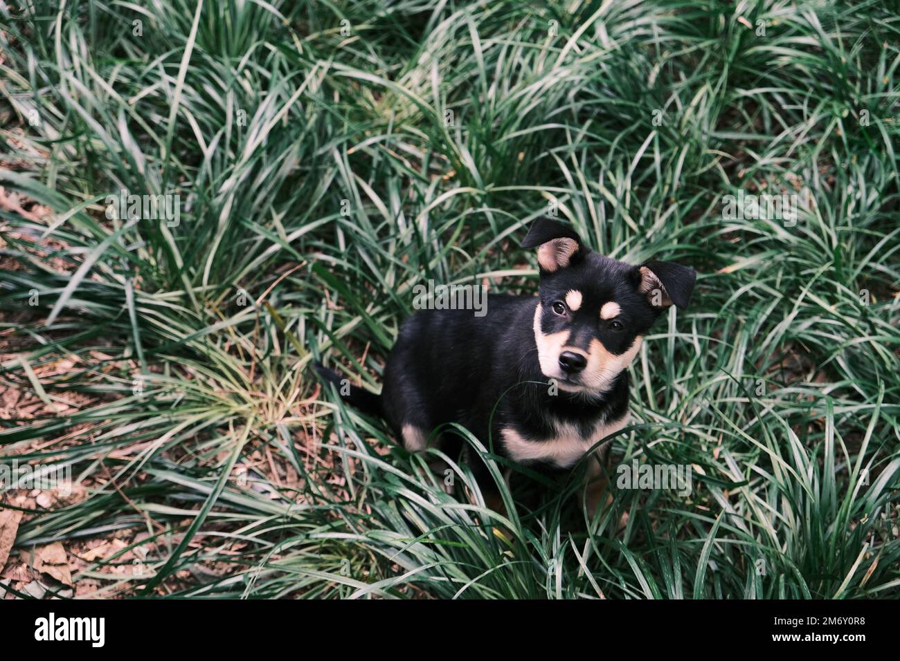 Un selettivo di cane nero in erba verde Foto Stock